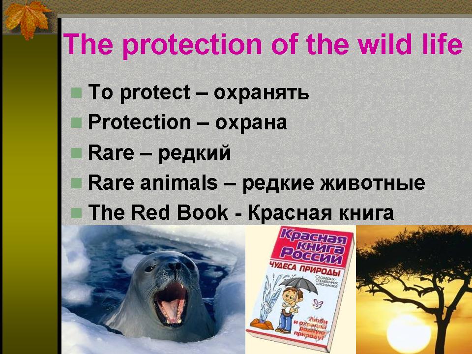 Сочинение по английскому языку 9 класс на тему защита животных
